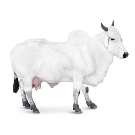 Surabhi Cow