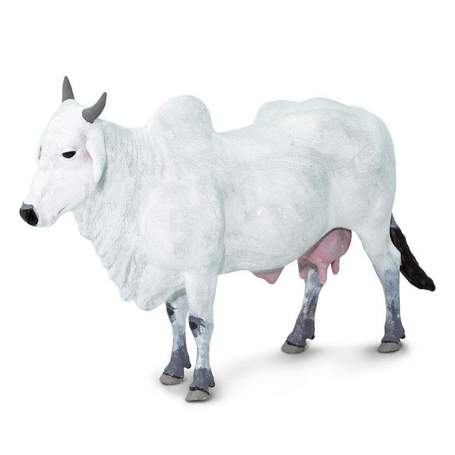 Surabhi Cow