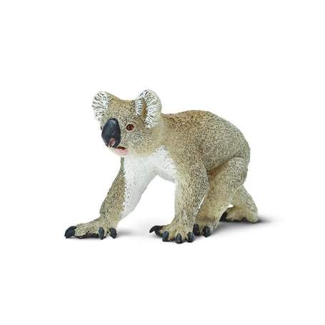 Koala Bear