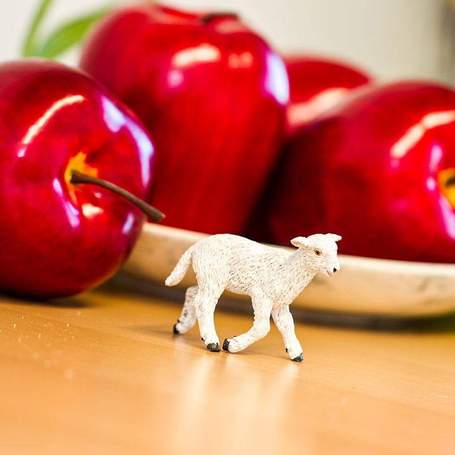 Gopal&#39;s Baby Lamb