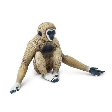 Vrindavan Long Arm Monkey