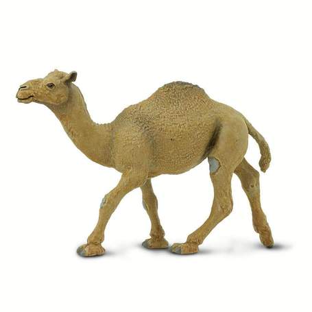 Rajasthan Camel