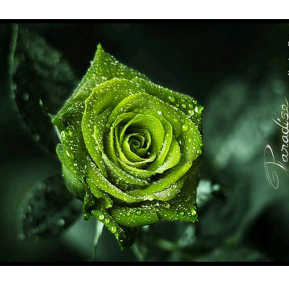 Green Rose- Deity Garland  - Choose Size -