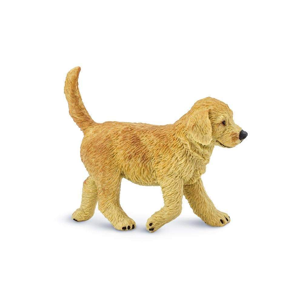 Nimais puppy.