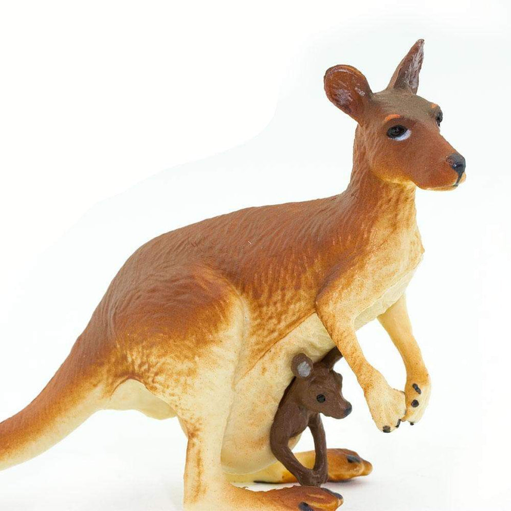 Auckland Kangaroo with Baby