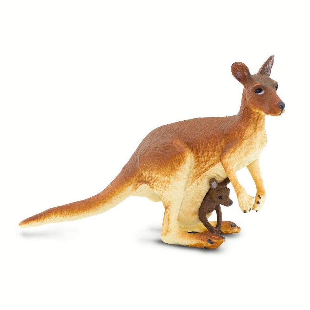 Auckland Kangaroo with Baby